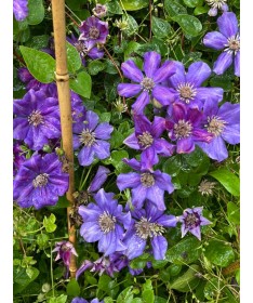 Clematis (large‑flowered) Ashva C4