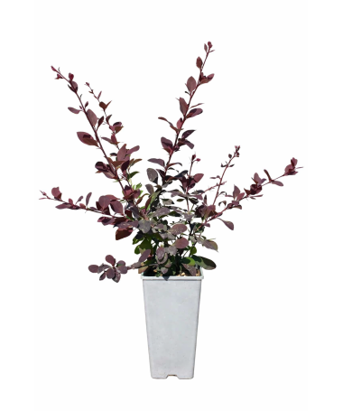 Ottawa Barberry ‘Superba’ C2