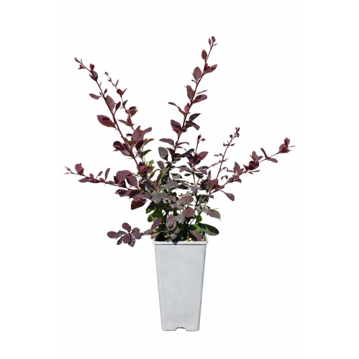 Ottawa Barberry ‘Superba’ C2
