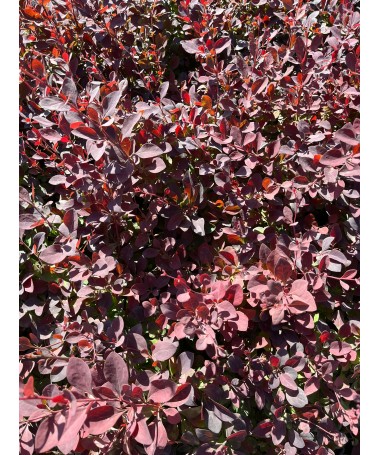 Ottawa Barberry ‘Superba’ C2