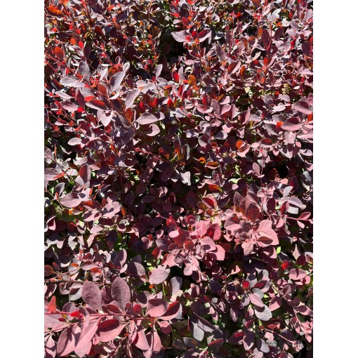 Ottawa Barberry ‘Superba’ C2