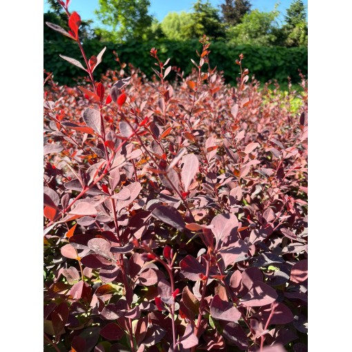 Ottawa Barberry ‘Superba’ C2