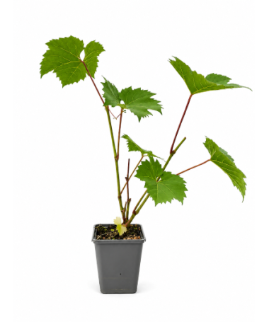 Light‑fruited Grapevine MIX P9/C1