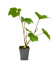 Light‑fruited Grapevine MIX P9/C1