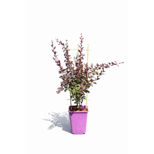 Ottawa Barberry 'Superba' C6