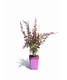 Ottawa Barberry 'Superba' C6
