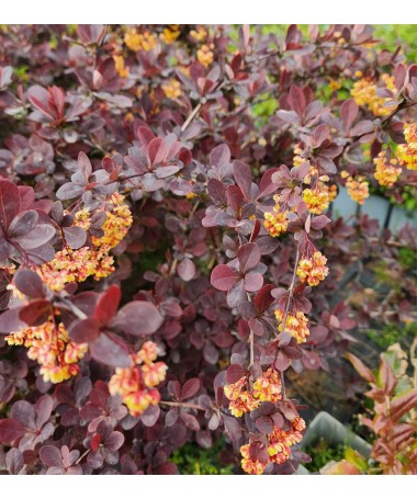Ottawa Barberry 'Superba' C6