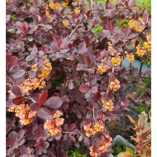 Ottawa Barberry 'Superba' C6