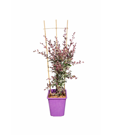 Ottawa Barberry Auricoma C6