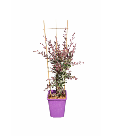 Ottawa Barberry Auricoma C6