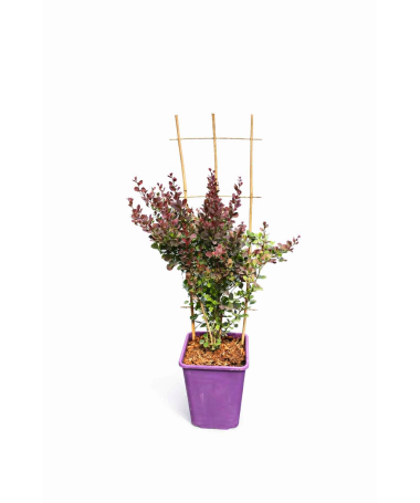 Japanese Barberry Helmond Pillar C6