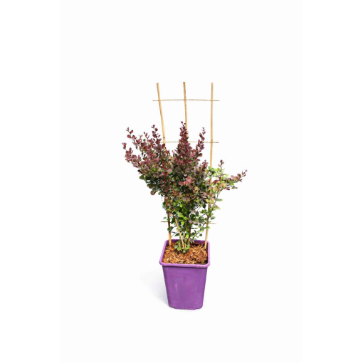 Japanese Barberry Helmond Pillar C6