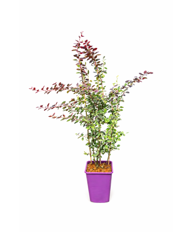 Japanese Barberry Atropurpurea Nana C6