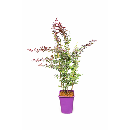 Japanese Barberry Atropurpurea Nana C6