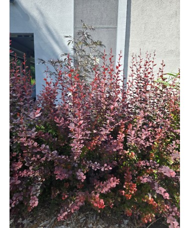 Japanese Barberry Atropurpurea Nana C6