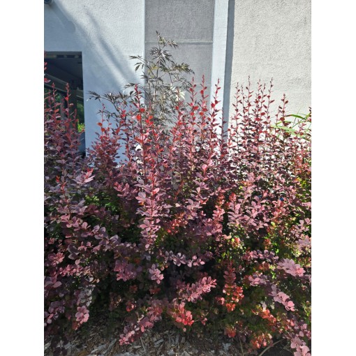 Japanese Barberry Atropurpurea Nana C6