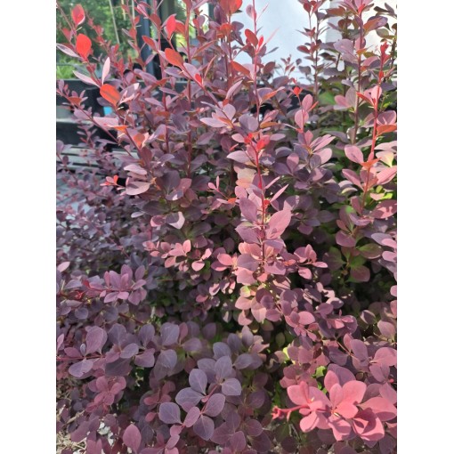 Japanese Barberry Atropurpurea Nana C6