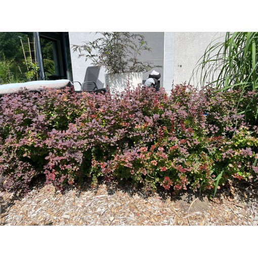 Japanese Barberry Atropurpurea Nana C6