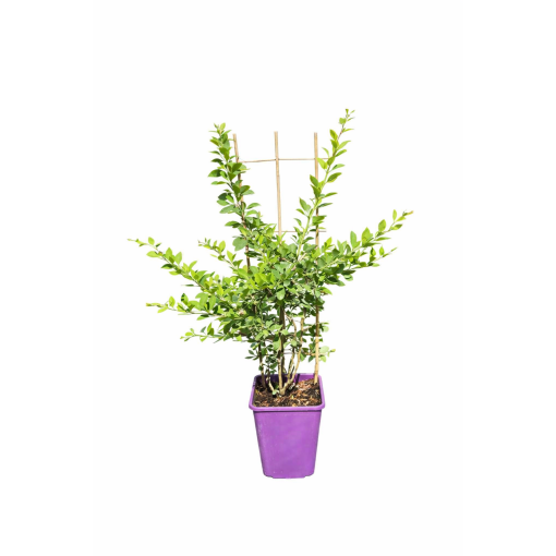 Japanese Barberry Indian Summer C6