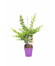 Japanese Barberry Indian Summer C6