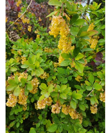 Japanese Barberry Indian Summer C6