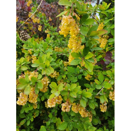 Japanese Barberry Indian Summer C6