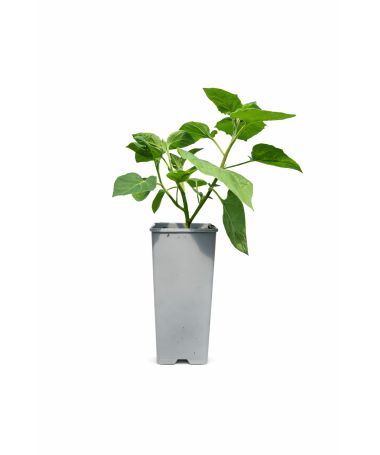 Physalis (Cape Gooseberry / Chinese Lantern) C2