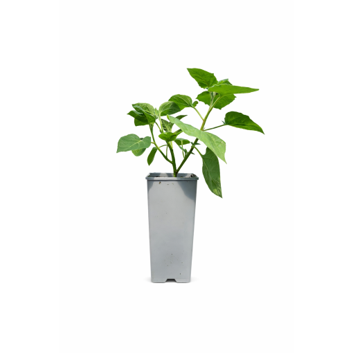 Physalis (Cape Gooseberry / Chinese Lantern) C2