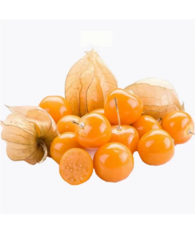 Physalis (Cape Gooseberry / Chinese Lantern) C2
