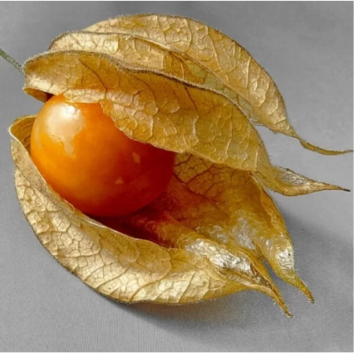 Physalis (Cape Gooseberry / Chinese Lantern) C2