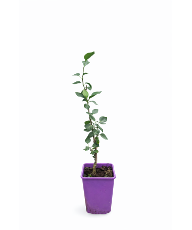 Lilac 'Sensation' C6 (grafted onto rootstock)