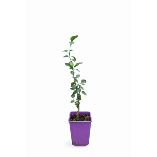 Lilac 'Sensation' C6 (grafted onto rootstock)