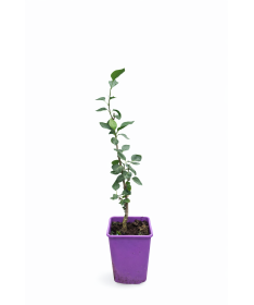Lilac 'Sensation' C6 (grafted onto rootstock)