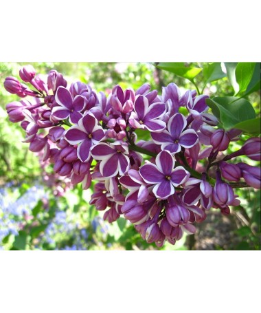 Lilac 'Sensation' C6 (grafted onto rootstock)