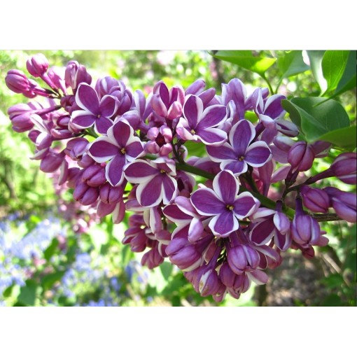Lilac 'Sensation' C6 (grafted onto rootstock)