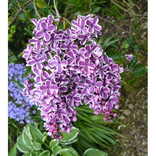 Lilac 'Sensation' C6 (grafted onto rootstock)
