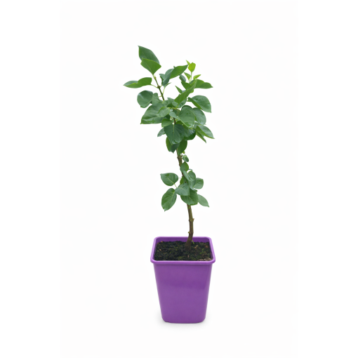 Lilac 'Profesor Hoser' C6 (grafted onto rootstock)