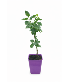 Lilac 'Profesor Hoser' C6 (grafted onto rootstock)