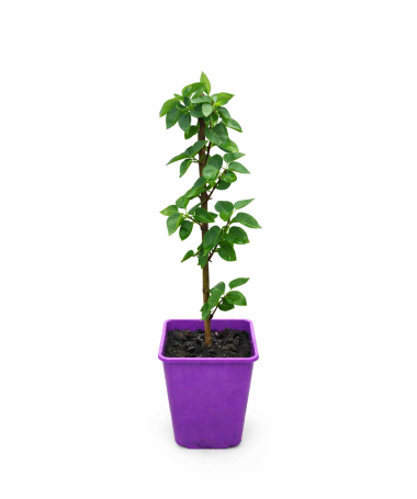 Lilac 'Moscow Sky' C6 (grafted onto rootstock)