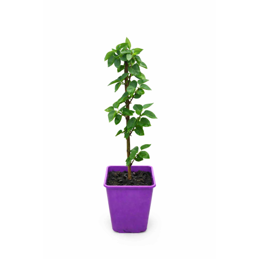 Lilac 'Moscow Sky' C6 (grafted onto rootstock)