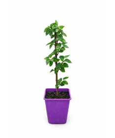 Lilac 'Moscow Sky' C6 (grafted onto rootstock)