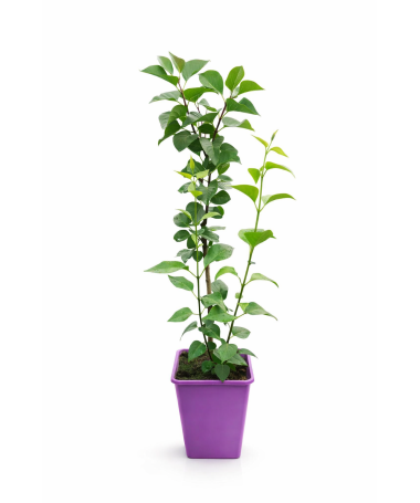 Lilac 'Andenken an Ludwig Späth' C6 (grafted onto rootstock)