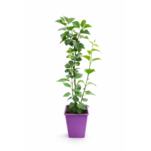Lilac 'Andenken an Ludwig Späth' C6 (grafted onto rootstock)