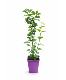 Lilac 'Andenken an Ludwig Späth' C6 (grafted onto rootstock)