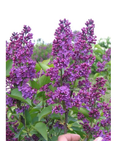 Lilac 'Andenken an Ludwig Späth' C6 (grafted onto rootstock)