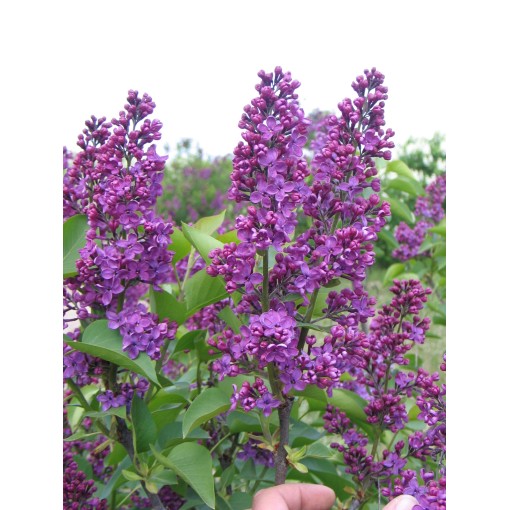 Lilac 'Andenken an Ludwig Späth' C6 (grafted onto rootstock)