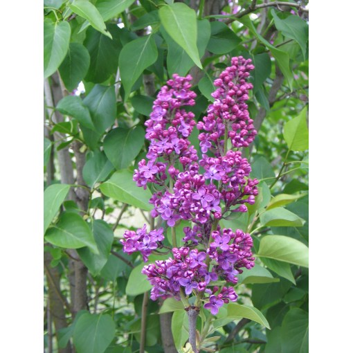 Lilac 'Andenken an Ludwig Späth' C6 (grafted onto rootstock)