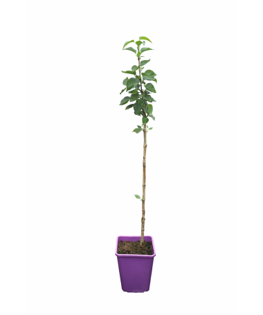 Lilac 'General Pershing' C6 (grafted onto rootstock)