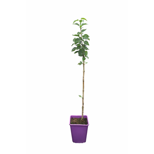 Lilac 'General Pershing' C6 (grafted onto rootstock)