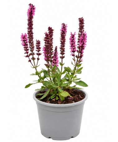 Woodland Sage ‘Midnight Rose’ C1.5